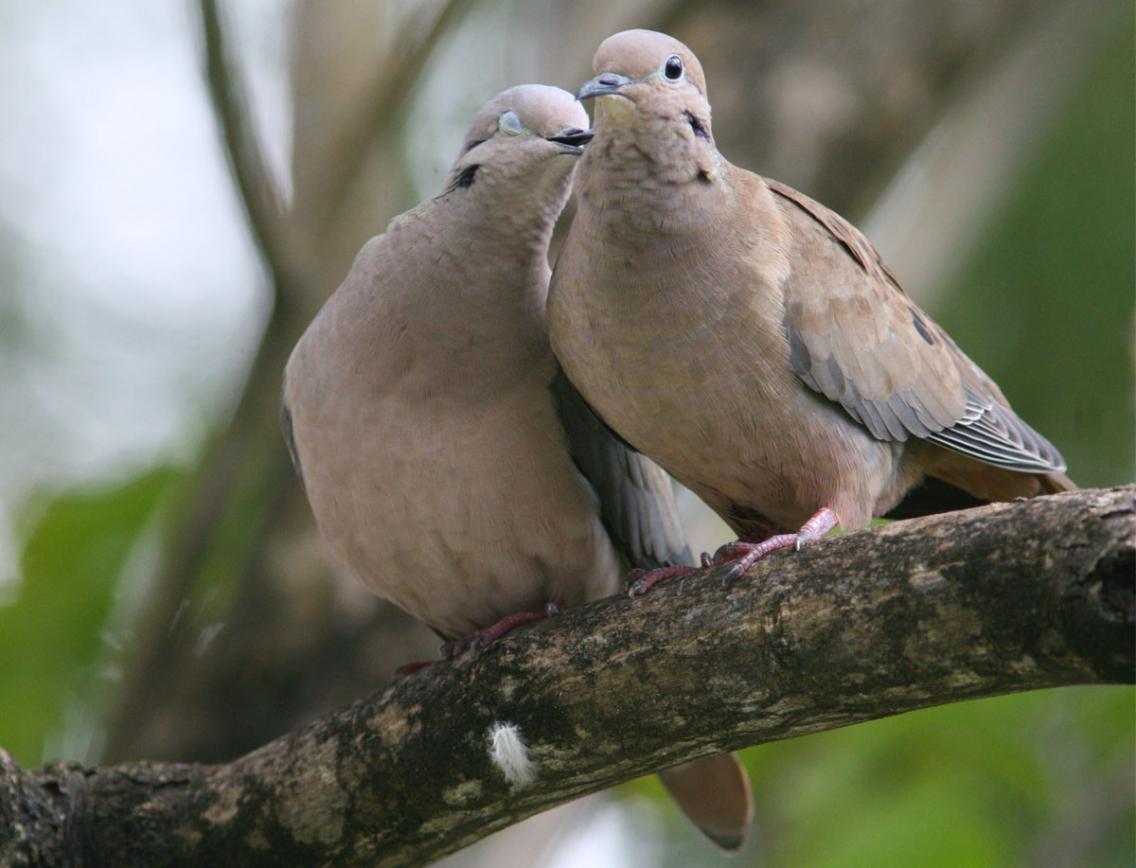 الاســـم:	Dove.jpg
المشاهدات: 19402
الحجـــم:	86.6 كيلوبايت