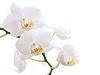 اضغط على الصورة لعرض أكبر. 

الإسم:	artistic-white-flower.jpg 
مشاهدات:	1361 
الحجم:	7.0 كيلوبايت 
الهوية:	752